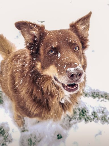 A brown dog with snowflakes on its fur, looking up with a cheerful expression.