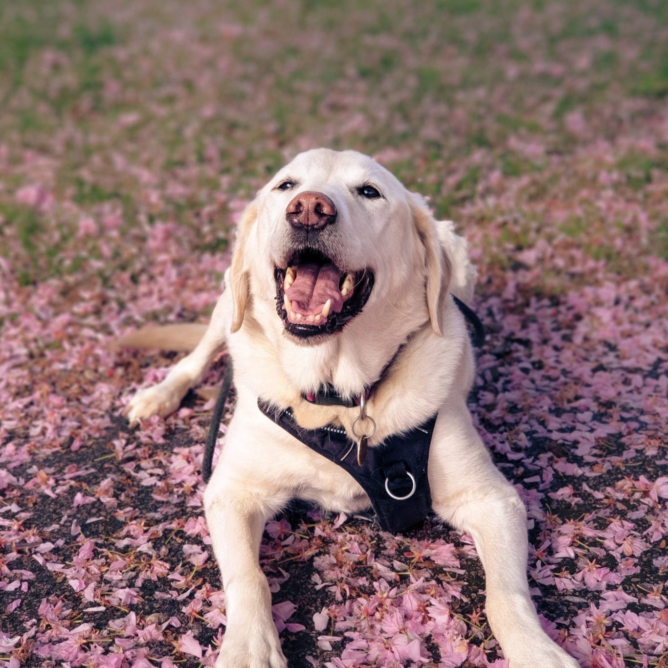 A happy dog lying on pink flower petals, smiling widely.
