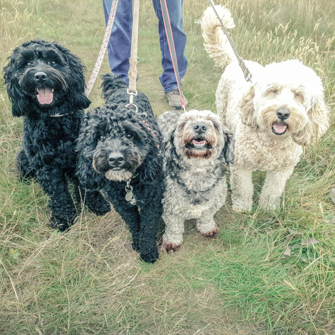 Four dogs of different breeds stand together on a grassy path, all happily looking at the camera.