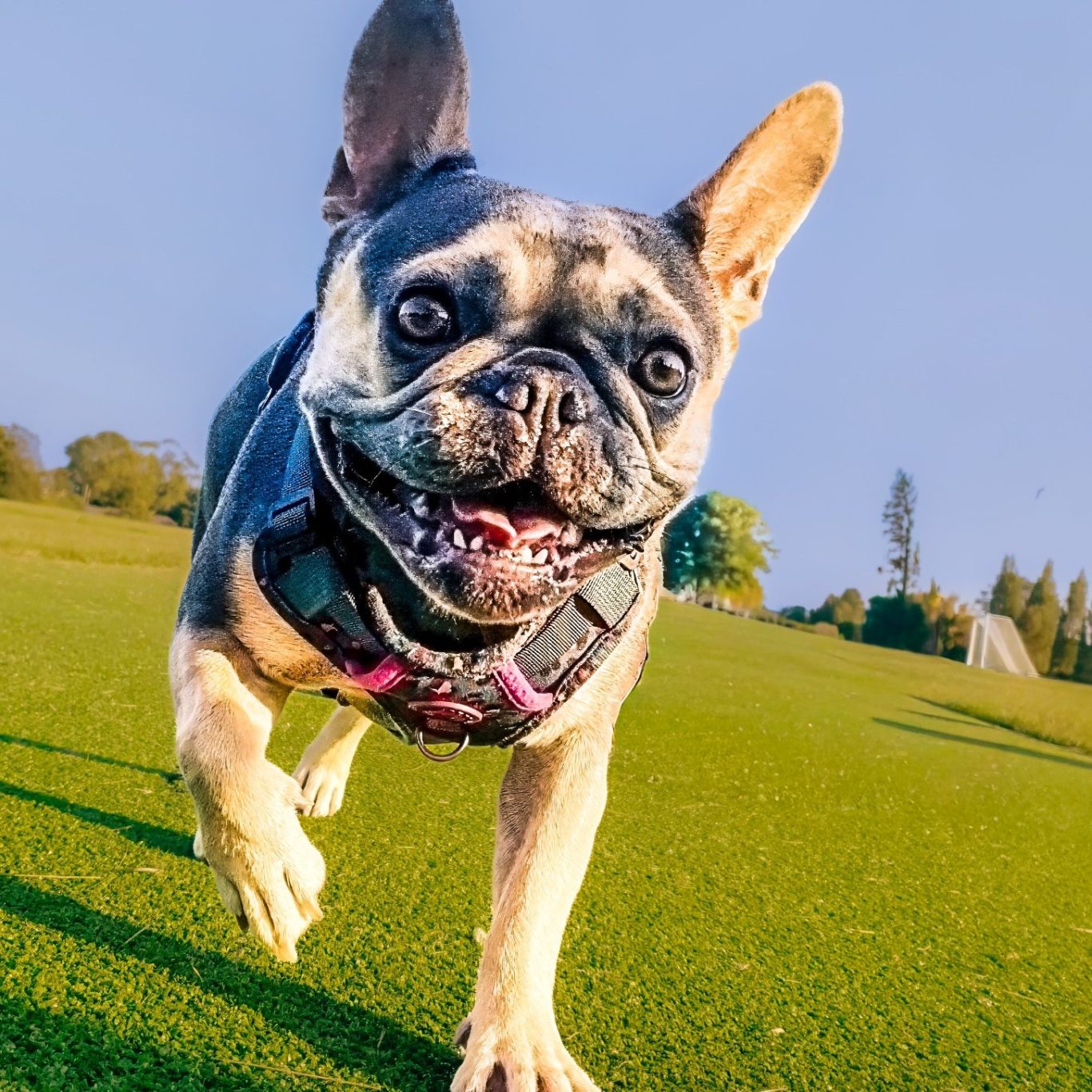 A happy French Bulldog running on grass with ears flapping in the breeze.