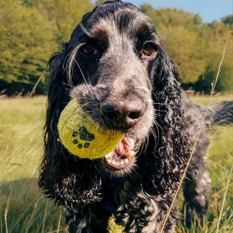 Black Cocker Spaniel holding a yellow tennis ball in its mouth, surrounded by grass.