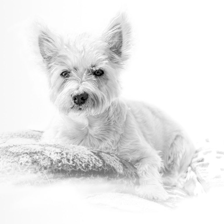 White dog resting on a soft surface, looking directly at the viewer.