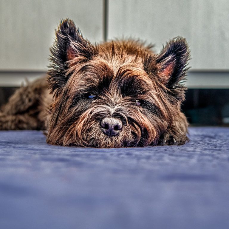 Brown and black dog lying on a blue surface, looking directly at the viewer.