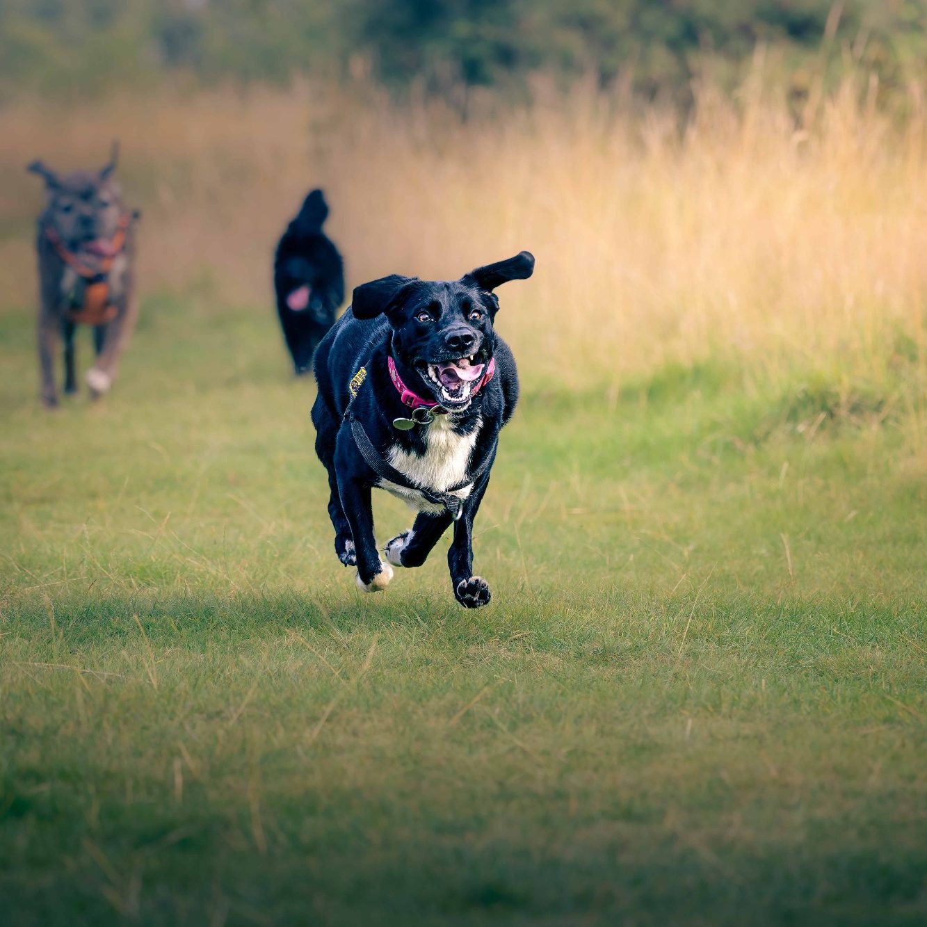 A black dog joyfully runs across a grassy field with its tongue out.
